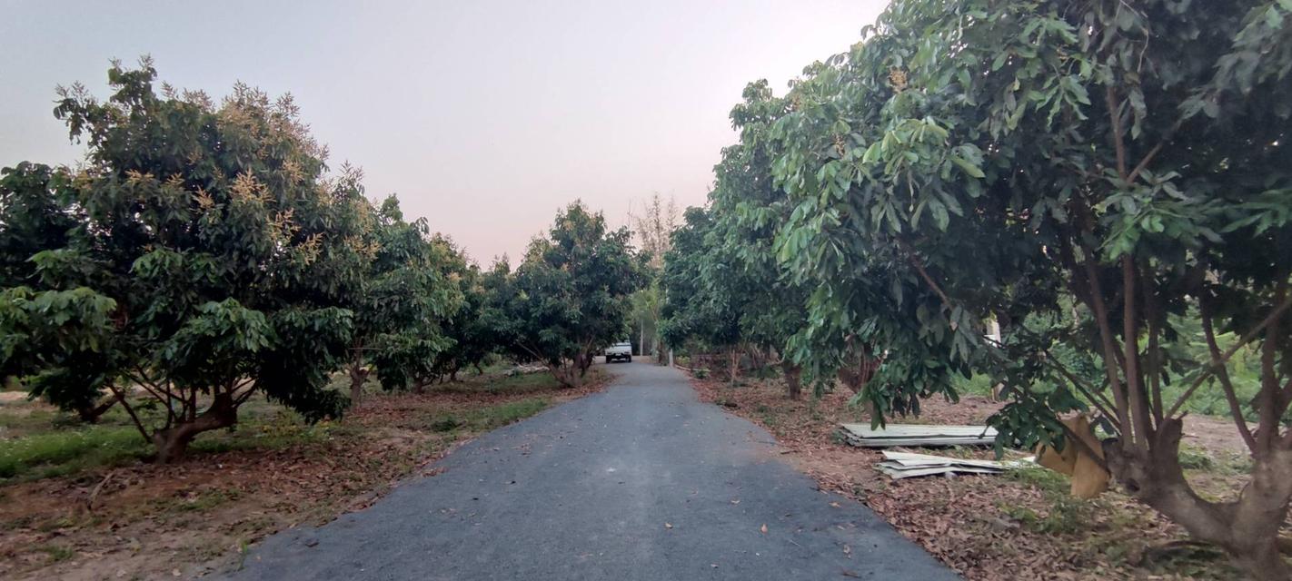  ที่ดินสวนลำไย 1-1-25 ไร่ วิวภูเขา ติดถนนคอนกรีต 2 ด้าน 10