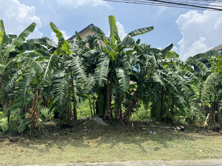 ขายที่ดิน 60 ตร.วา ซอยลำลูกกา 35 1