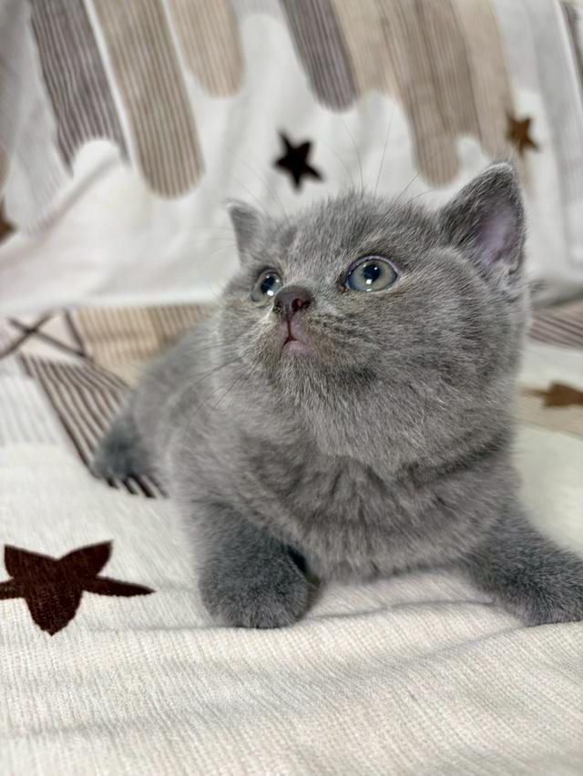 British shorthair WCF 9