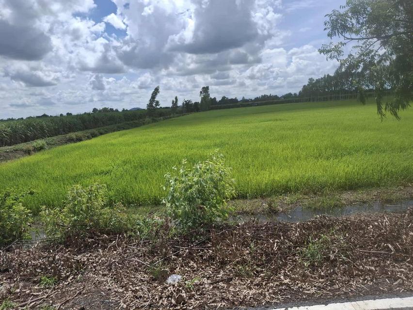 ที่ดินสุพรรณบุรี เดิมบางนางบวช ติดถนนลาดยาง 2