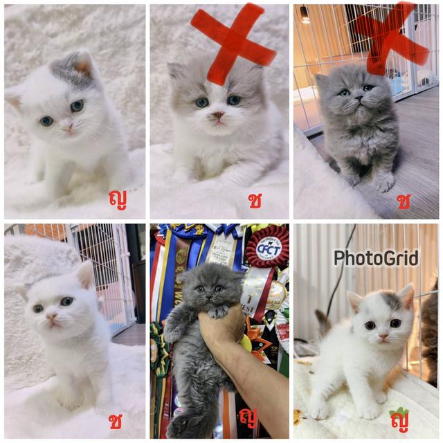 🐻 [เปิดจอง/หาบ้าน] British Shorthair คุณภาพสายเลือดดี หน้าหมี โครงสร้างตัน 🐻