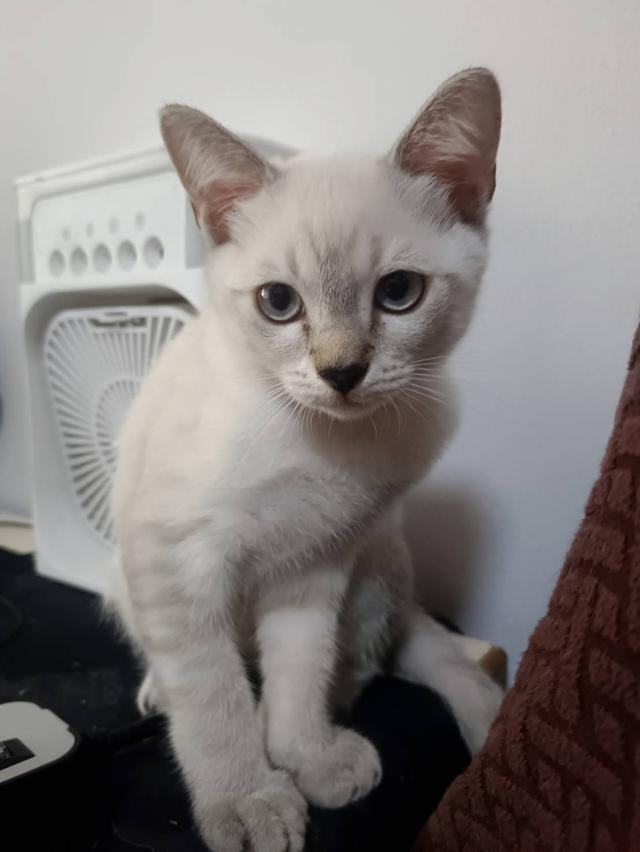 Siamese British Cat "แมววิเชียรมาศบริติชช็อตแฮร์" 6