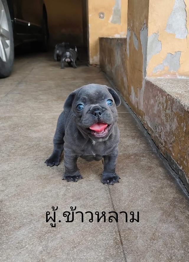 สุนัขเฟรนช์บูลด็อก หาบ้าน 4