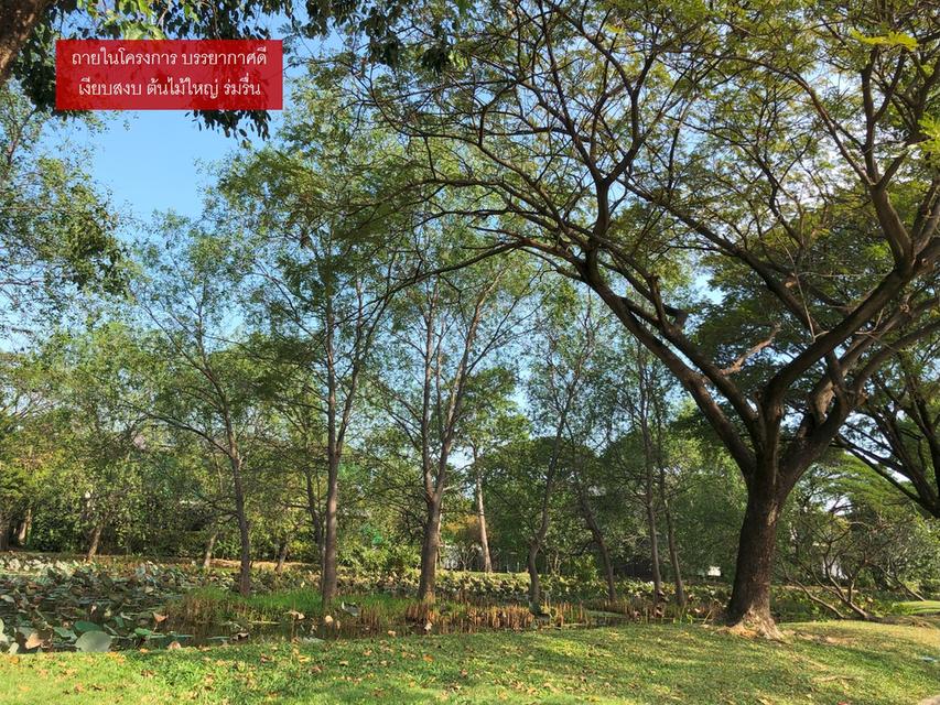 ขายที่ดิน บ้านไม้ล้อมเรือน/พร้อมพันธุ์ ปาร์ค (215 ตรว.) แปลงมุมสุดท้าย วิวสวยที่สุดในโครงการ 13