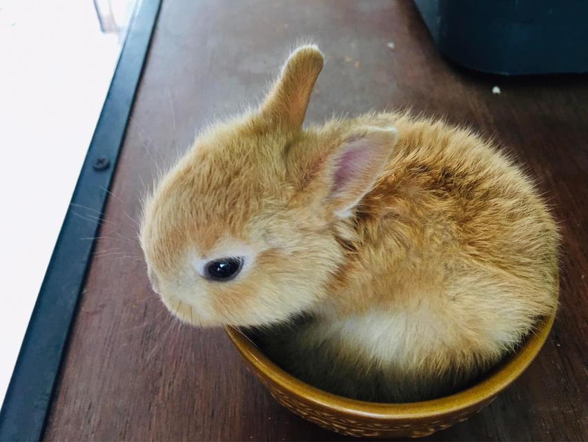 Netherland Dwarf  วัยกำลังน่ารัก