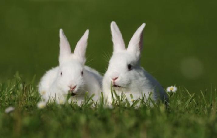 กระต่ายฟลอริดาไวท์ สีขาว 2