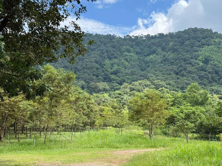 ขายที่เนินหอม เขาใหญ่ 37ไร่ ที่ติดเขาติดน้ำ เนินหอม เมืองปราจีนบุรี มีแหล่งน้ำธรรมชาติ ใกล้ทางขึ้นอุทยานเขาใหญ่ มีน้ำในที่ ขายถูก ที่มีไม้เศรษฐกิจ 3