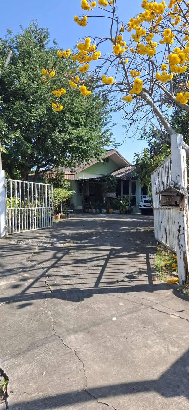 5 ไร่ ทางเข้าไทวัสดุ  โคราช บายพาส ปักธงชัย - จอหอ  9.8 ล้าน 7