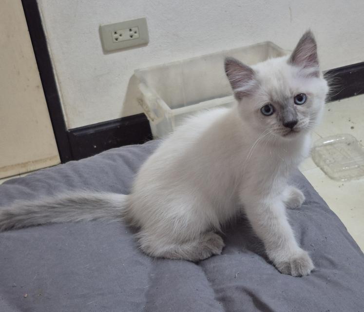 แมวหิมาลายัน-ว้เชียรมาศ รูปที่ 6