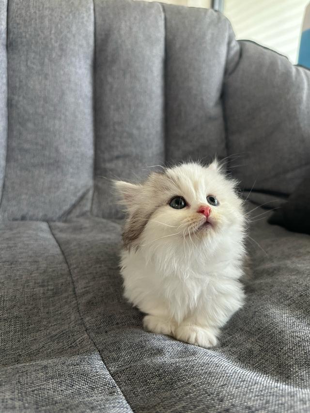 munchkin ขาสั้น เพศเมีย รูปที่ 3