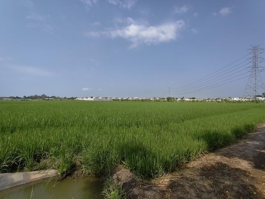 ที่ดิน ซ. เกาะเกรียง อ.เมือง จ. ปทุมธานี 7