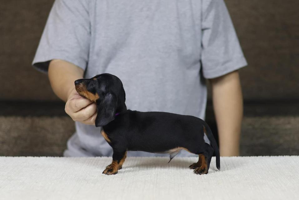 house Miniature trained dachshund puppies รูปย่อยที่ 2