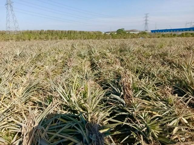 ขายที่ดินติดนิคมอมตะซิตี้ระยอง ม่วงลาย พื้นที่ 15-0-0ไร่ ปลวกแดง ระยอง ติดนิคมอมตะซิตี้ 5