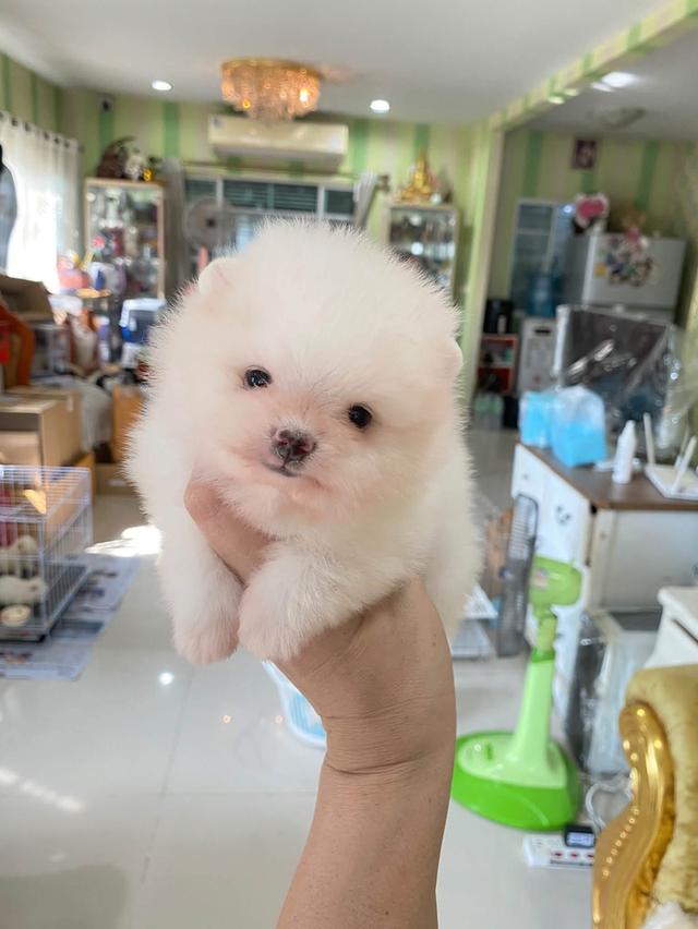 น้องลูกปอมแท้ ทีคัพ มินิ ไซสเล็ก มาดูตัวจริงได้นะคะ รูปย่อยที่ 4