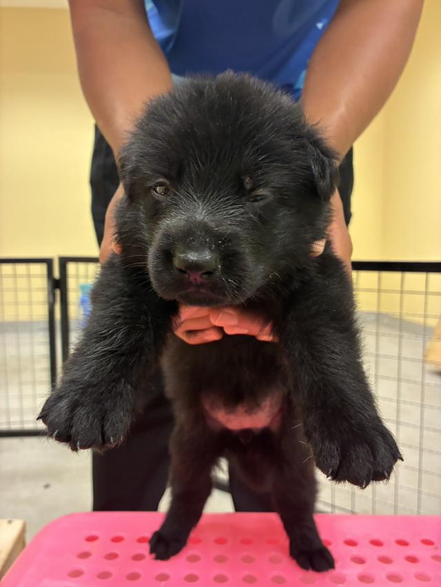 ลูกสุนัขเยอรมันเชพเพิร์ด รูปที่ 7