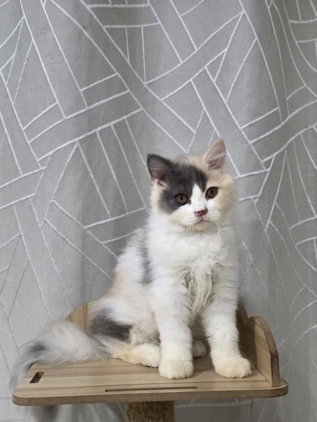 ลูกแมว เพศเมีย อายุ 4เดือน รูปที่ 4