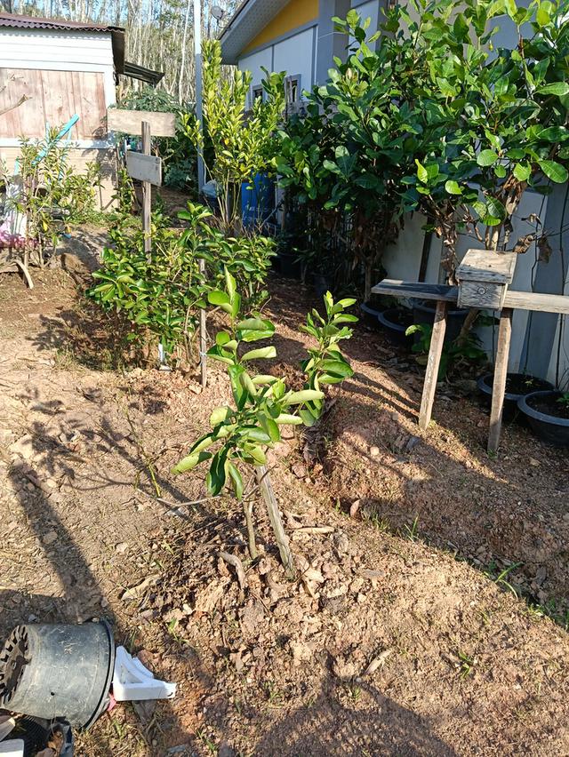 ที่พักหากใหญ่ ควนลัง 3