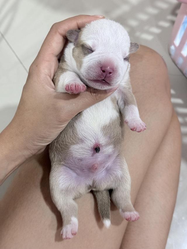 มัดจำแล้ว American bully exotic เพศผู้สีพาย รูปที่ 7