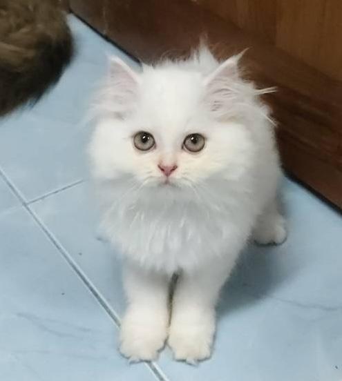 ❌ติดจอง ลูกแมวเปอร์เซีย น้องสีขาว ตาฟ้า  น่ารักขึ้อ้อน ฟอรม์หมีขนแน่น 2 เดือนนิดๆฝึกง่าย รูปที่ 14