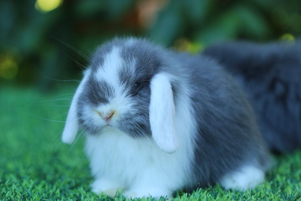 Hollandlop blue white ears doe 4