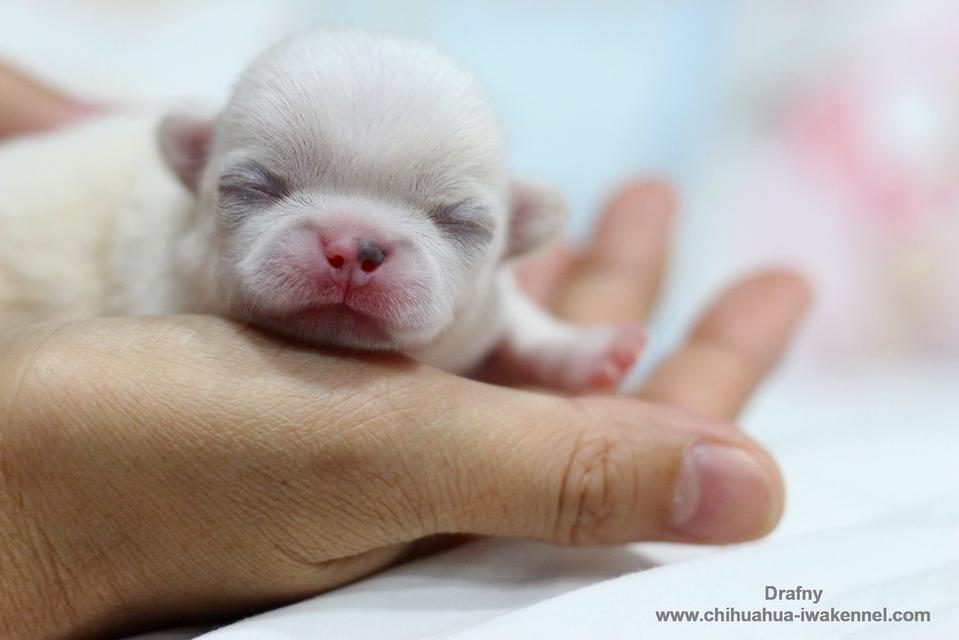 จำหน่ายลูกสุนัขชิวาวา