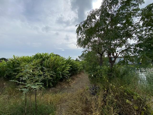 ขายที่ดินเปล่า ทำเลดี เจ้าของขายเอง ตำบลคลองด่าน อำเภอบางบ่อ สมุทรปราการ 8