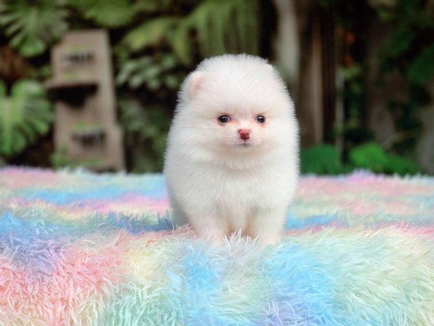 ปอมเมอเรเนียนแท้ ทีคัพ สีขาวเพศเมีย รูปที่ 3