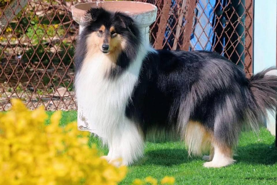 จำหน่ายน้อง Shetland Sheepdog  3