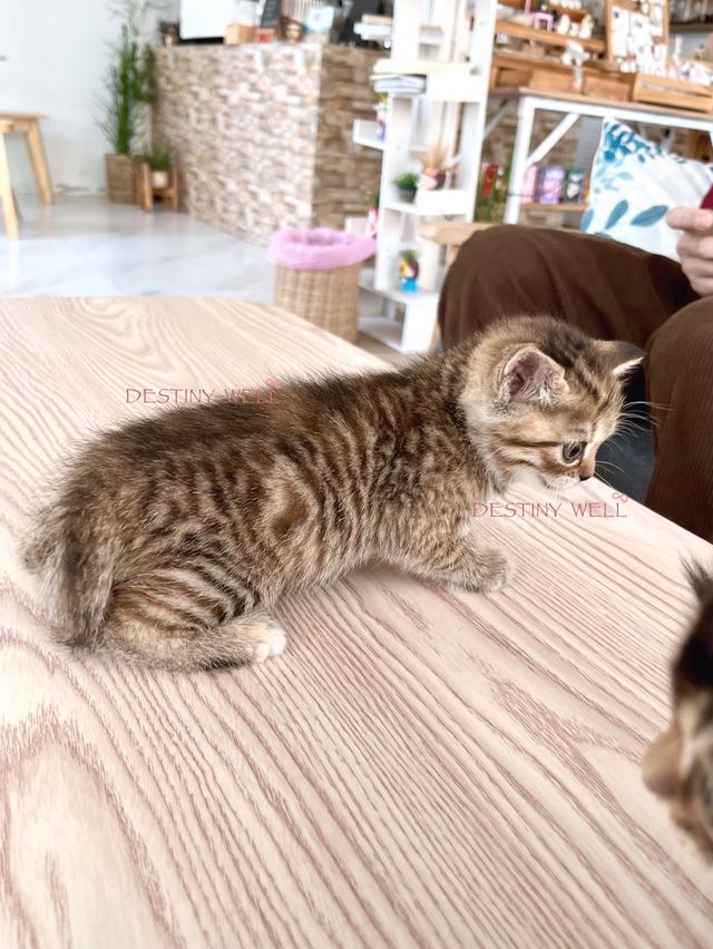 แมวสก๊อตติชโฟลด์ เพศเมีย รูปที่ 9