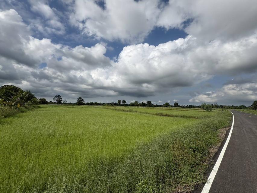 ขายที่นาตำบลหนองมะนาวอำเภอคงจังหวัดนครราชสีมา ขนาดที่ดิน 28 -1 -19 ไร่โฉนด รูปที่ 5