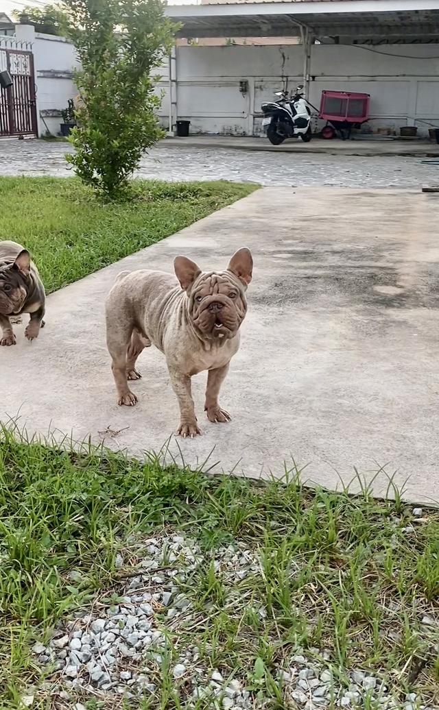 Frenchbulldog velvet big rope 