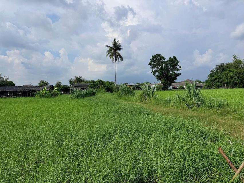 ขายด่วนที่ดิน 182 ตรว เหมาะสร้างบ้านสวน ต.สวนป่าน อ.เมืองนครปฐม จ.นครปฐม 9