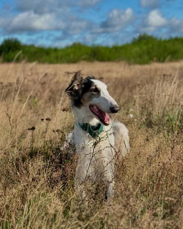 Borzoi น่ารักมากๆ