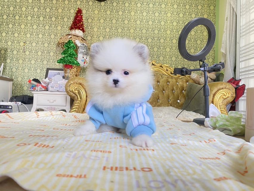 ปอมแท้ พร้อมเลี้ยง 