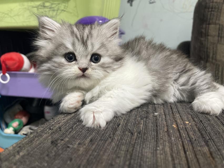 น้องเจ๊ไฝ(เพศเมีย)เกิด19/9/68