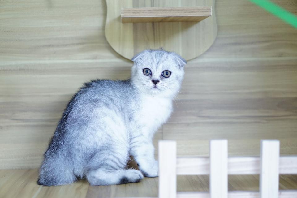 แมว สก็อตทิชหูพับ เพศเมีย รูปที่ 4