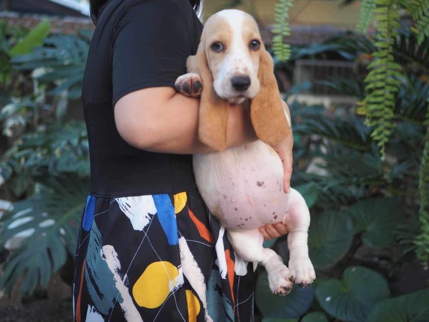 สุนัข Basset Hound ขายถูก 3