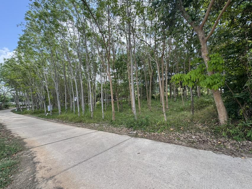 🌿 เจ้าของขายเอง! ที่ดินสวน 1 ไร่ 14.8 ตร.ว. ติดถนนคอนกรีต จันทบุรี 3