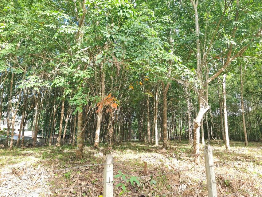 ขายที่ดินสวนยาง 2.40 ไร่ พร้อมโฉนด เหมาะแก่การลงทุน หลังวิทยาลัยการอาชีพปัว ต.ปัว จ.น่าน  7