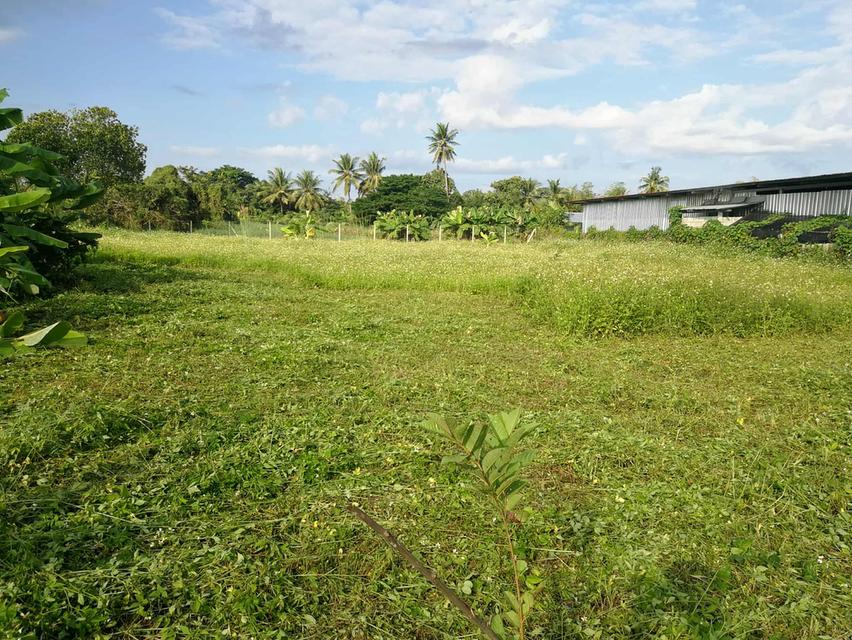 ที่ดิน อ.เมือง จังหวัดลำพูน 2