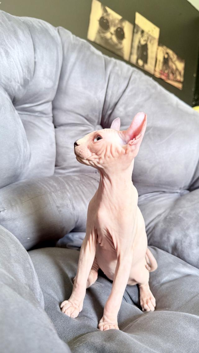 ลูกแมว สฟิงซ์ เพศเมีย Sphynx cat รูปที่ 15