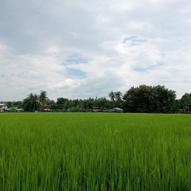 บ้านพร้อมที่ดิน 2 ไร่ 2 งาน 17 ตรว. 18