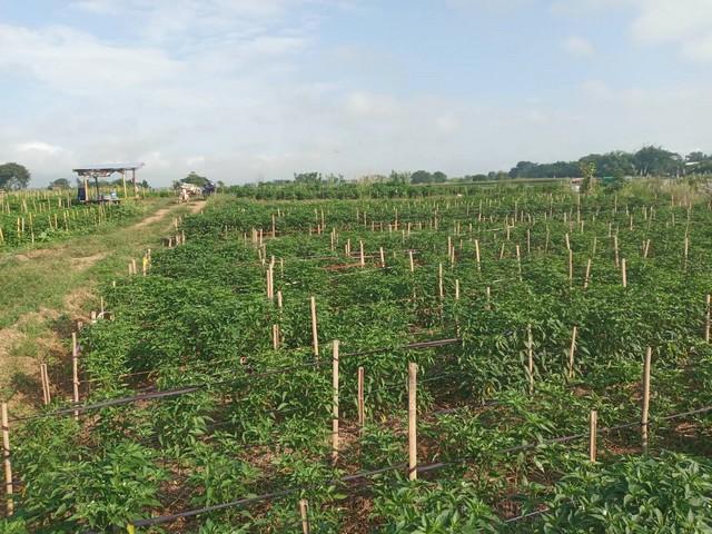 ทำเลเงื่อนไขซื้อขายสิ่งสำคัญ ที่สวยติดแม่น้ำน่าน น้ำใสไหลรินตลอดปี ต.ศรีภูมิ อ.ท่าวังผา จ.น่าน ขาย 800000 วิวดีสวยมาก 09
