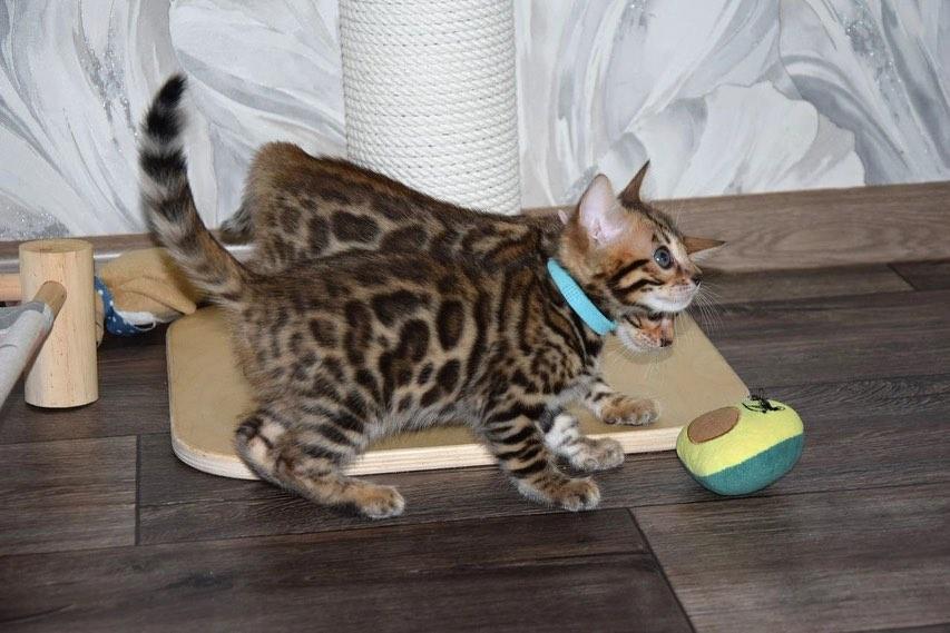 Bengal Kittens | WhatsApp me : +66 63 826 3042 รูปที่ 3