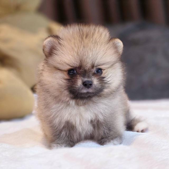 ปอมเมอเรเนียนแท้ ทีคัพ เพศเมีย 10