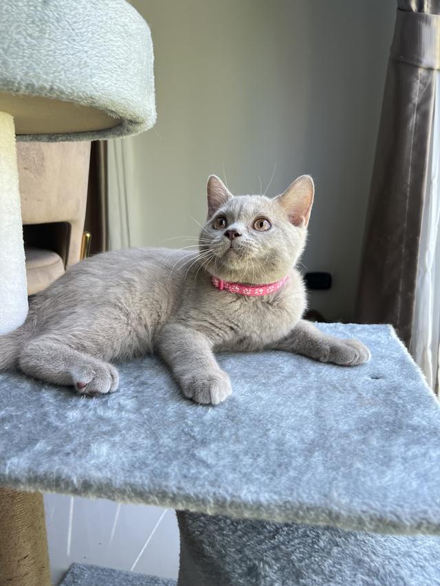 ลูกแมว บริติช ช็อตแฮร์ ใบเพ็ดนอกWCF(British Shorthair)