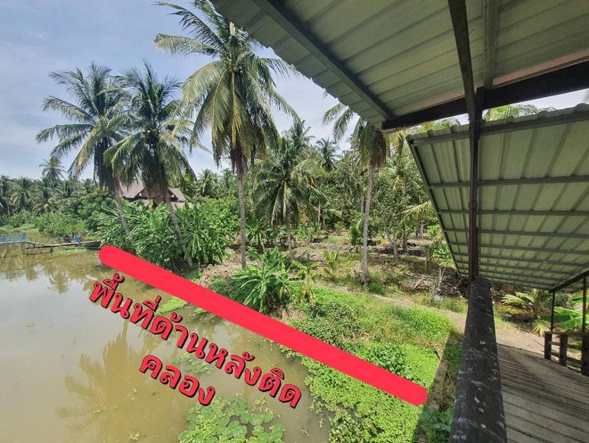 ที่ดินสวนมะพร้าว 35 ไร่ ต.วัดเพลง อ.อัมพวา 6