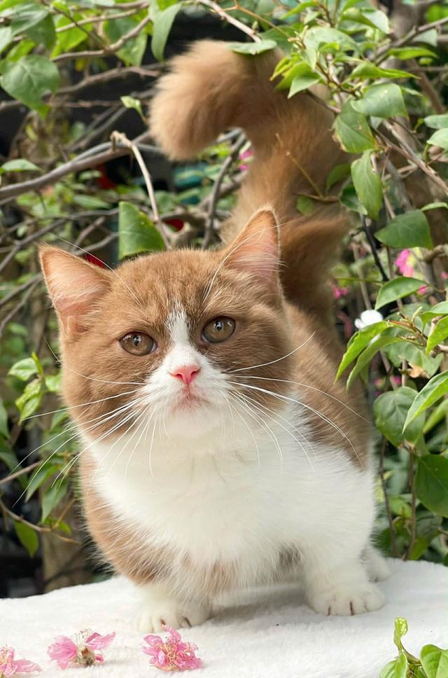 แมวมันช์กิ้น ขาสั้นมีชาย/หญิง เริ่ม25,000 รูปที่ 3