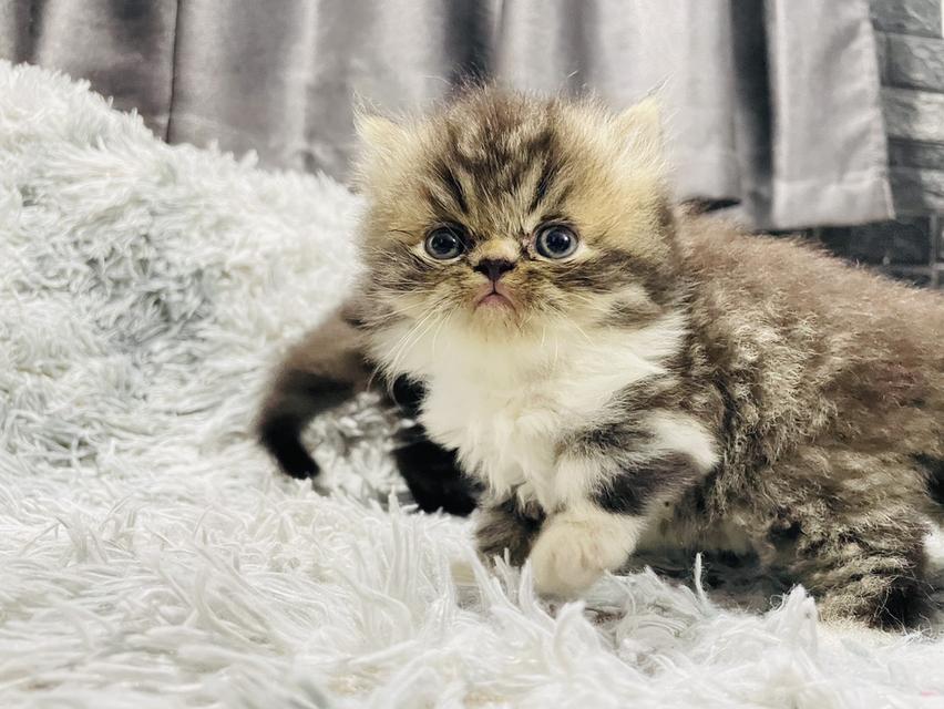 น้องแมวเปอร์เซีย 6