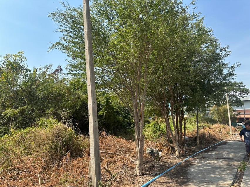 ที่ดินบางประหัน อยุธยา ติดถนนใหญ่ 5